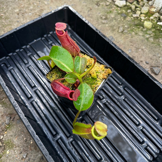 Nepenthes veitchii ('Murud' x 'Candy') x x Trusmadiensis - Seed Grown Specimen Plant