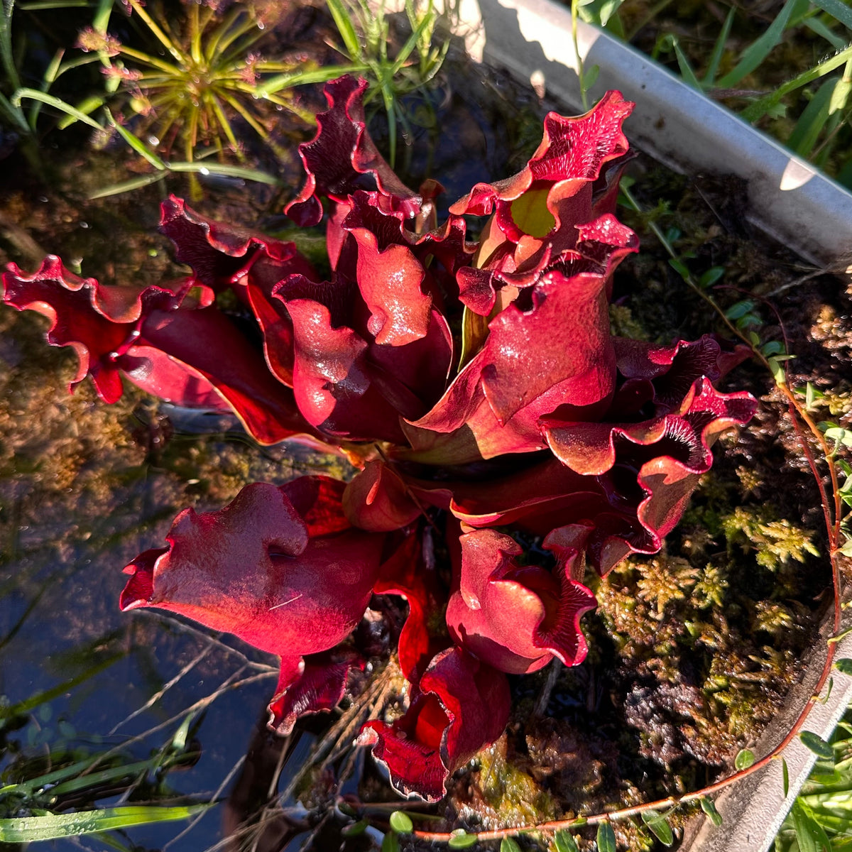 Sarracenia purpurea 'Brunswick Beauty' - Rooted Division - MW