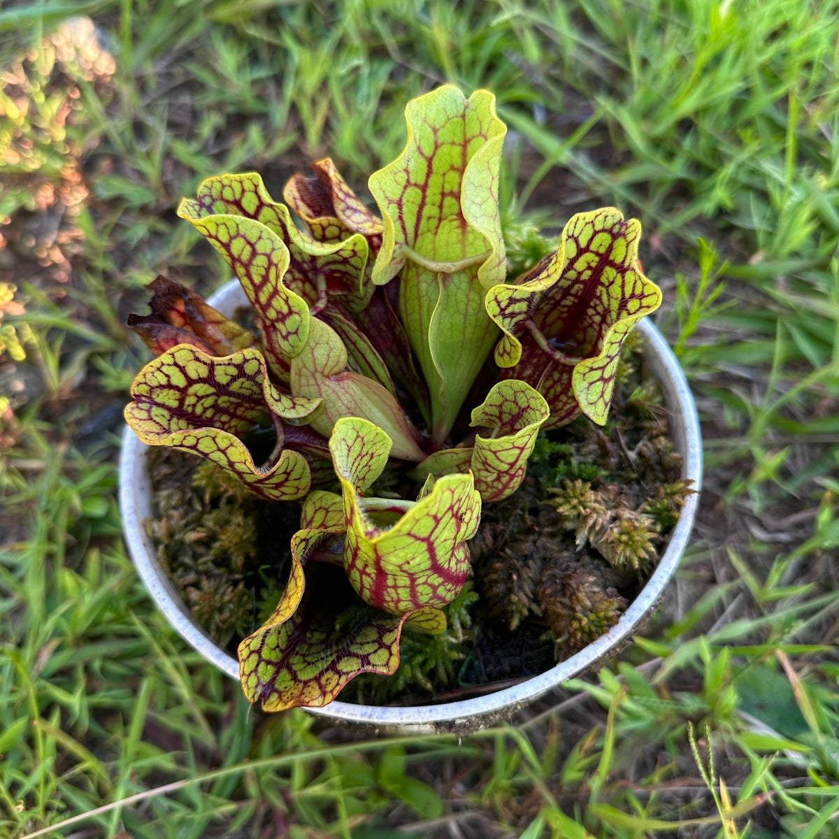 Sarracenia purpurea var. venosa - Tattnall Co, GA. - Exact Division
