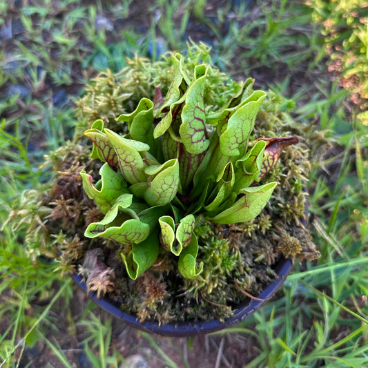 Sarracenia purpurea var. montana - Transylvania Co, NC. - Seed Grown Plant