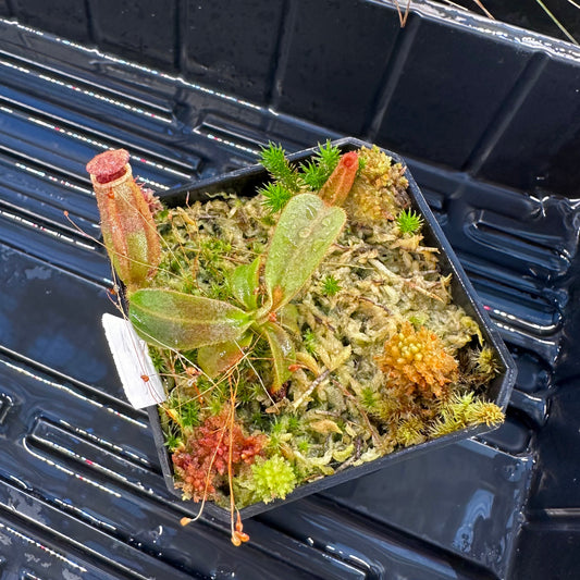 Nepenthes veitchii ('Orange' x 'Candy Dreams') - Seed Grown Plant