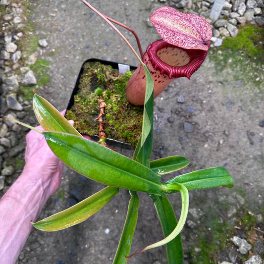 Nepenthes sibuyanensis - BE4029 - Seed Grown Plant