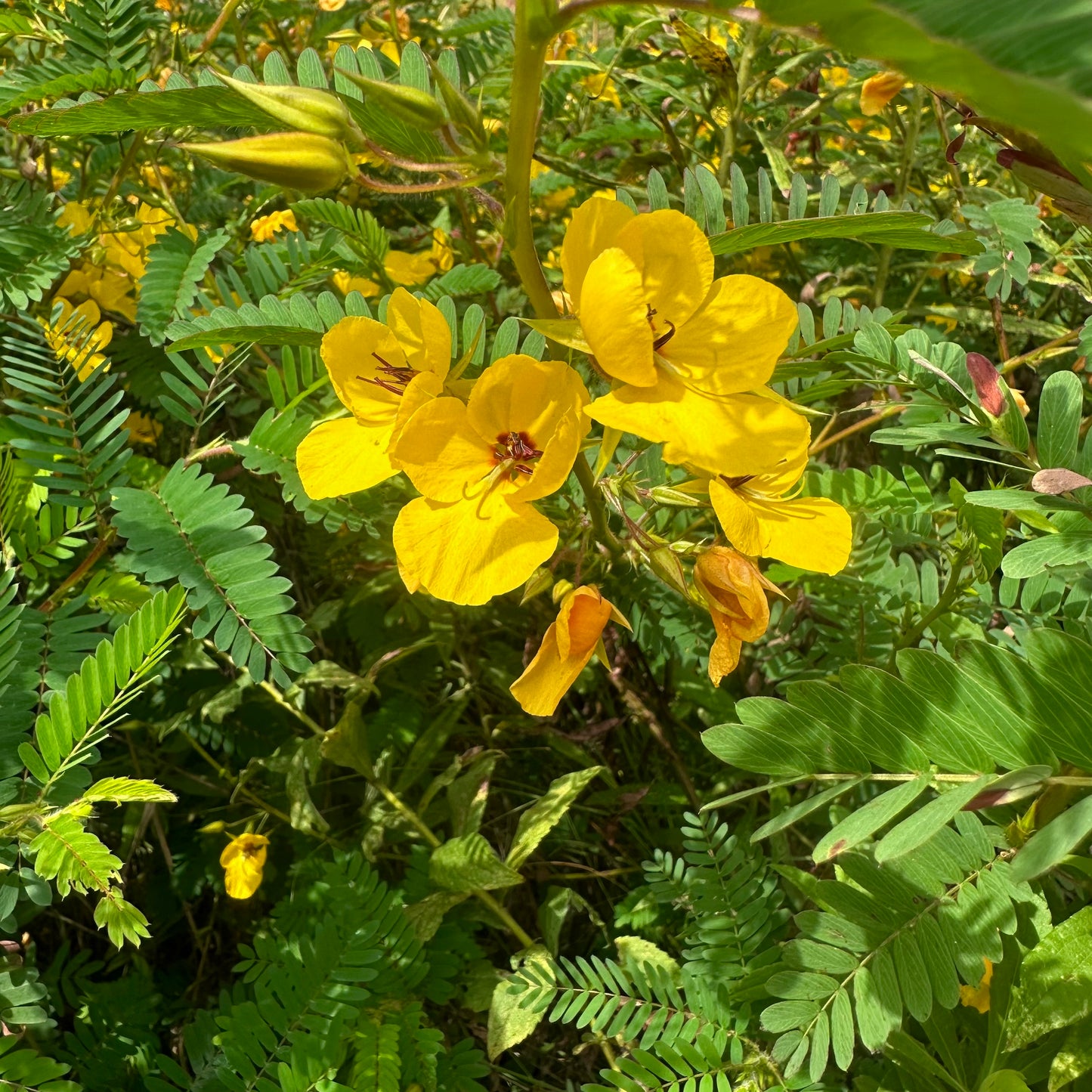 Chamaecrista fasciculata - Partridge Pea - 100+ Seeds