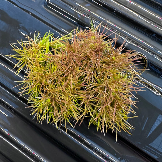Tillandsia setacea - Southern Needleleaf - Air Plant - 50-100 Seedlings