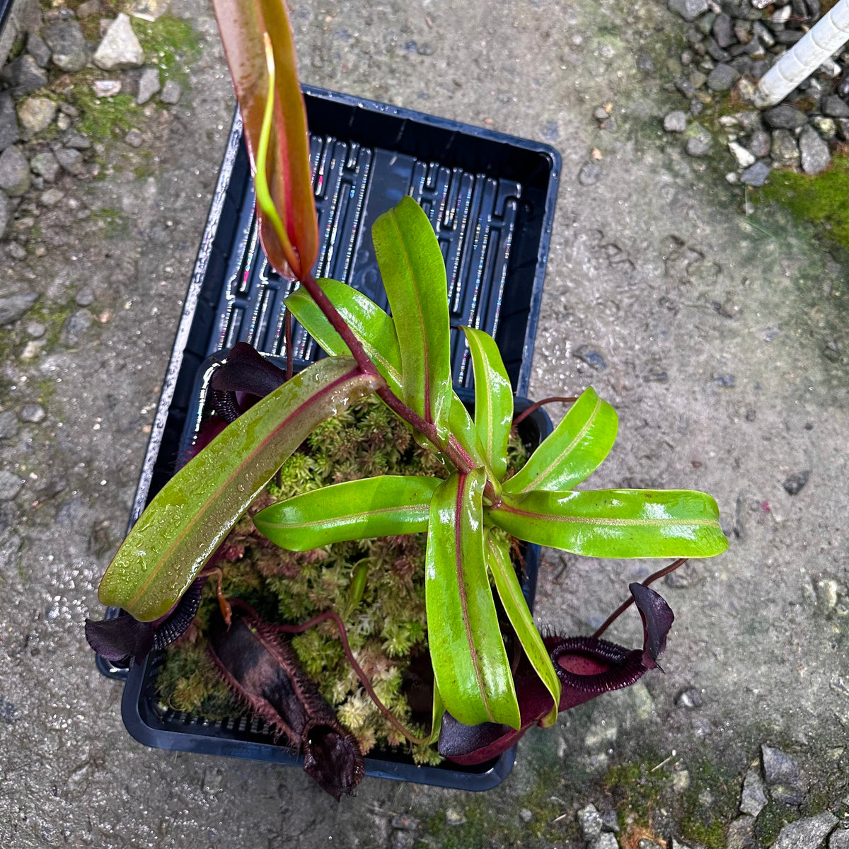 Nepenthes diatas x (diabolica x hamata) - Vining Seed Grown Plant