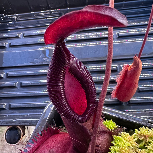 Nepenthes diatas x (diabolica x hamata) - Vining Seed Grown Plant