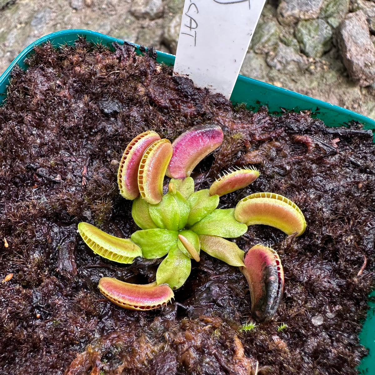 Dionaea muscipula - Venus Flytrap - 'Hellcat' - Exact Division