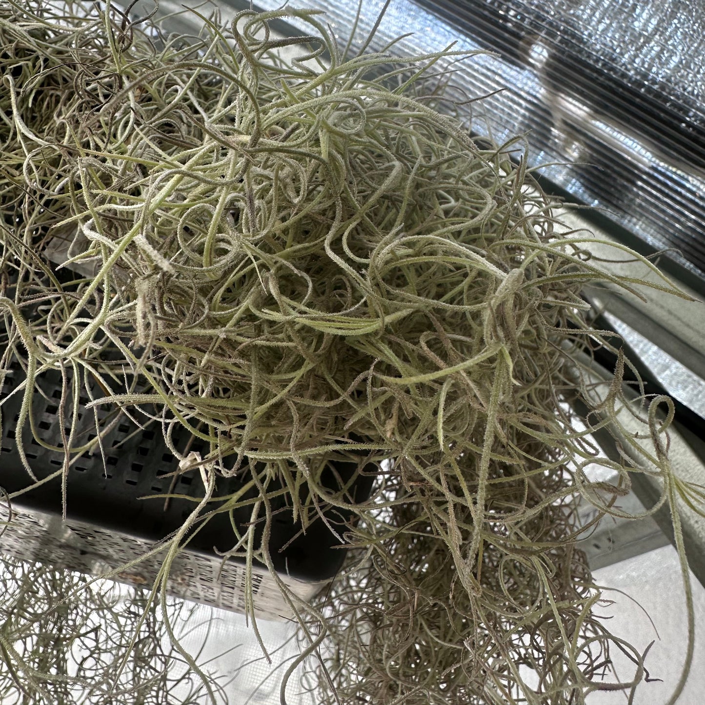 Tillandsia usneoides - Spanish Moss - Air Plant - 16oz