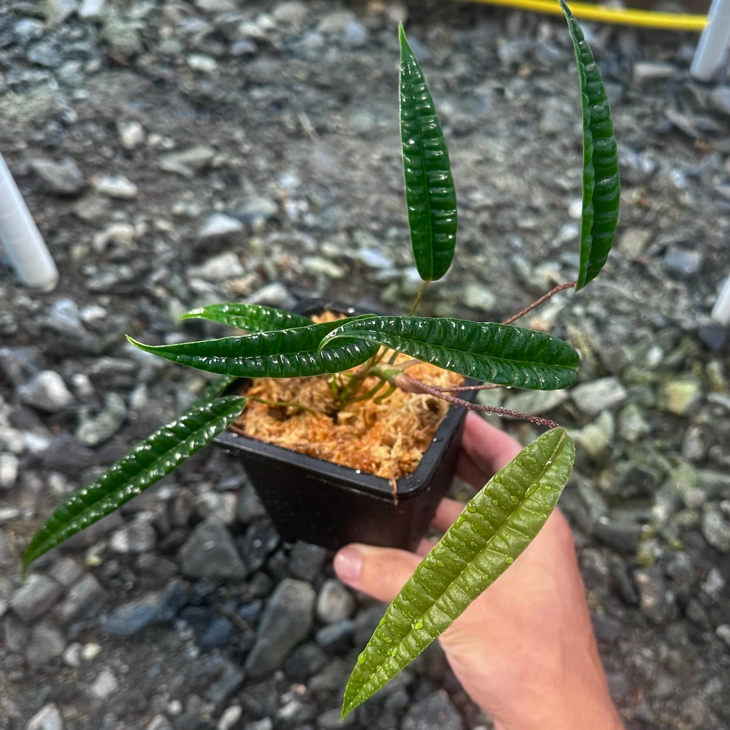 Anthurium cutucuense - Rooted Aroid Stem Cutting - Ecuador