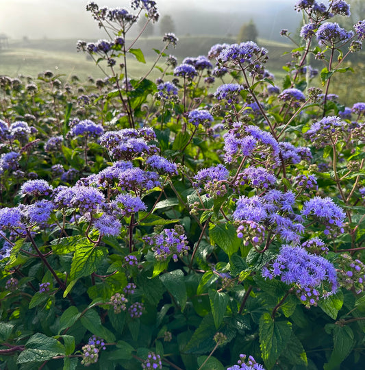 Conoclinium coelestinum - Blue Mistflower - Seed Grown Plant - 6 Inch Pot
