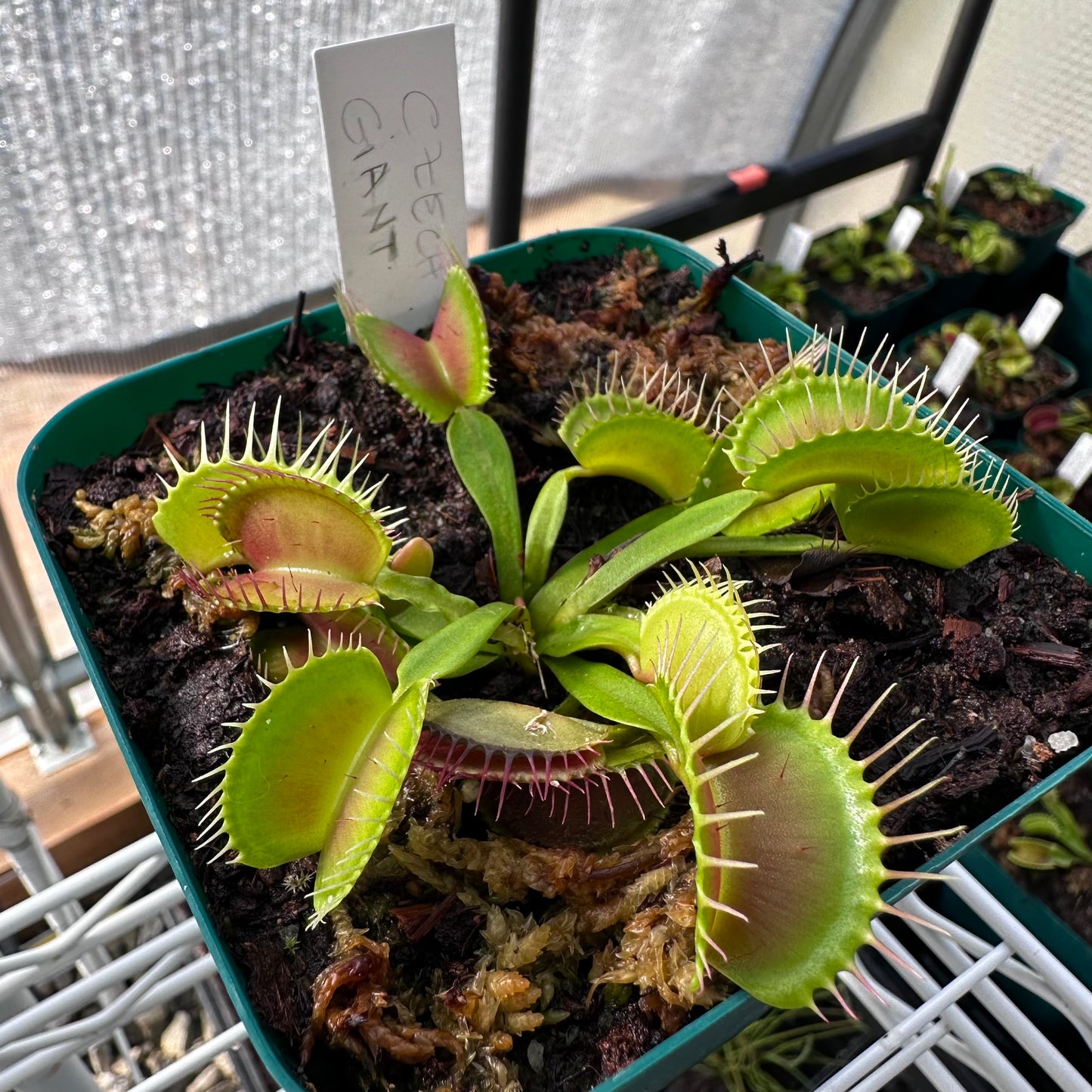 Dionaea muscipula - Venus Flytrap - 'Czech Giant' - Rooted Division - JH