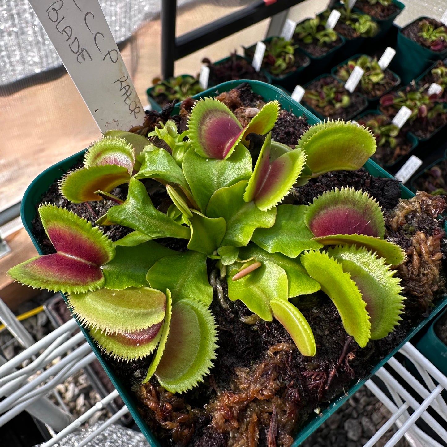 Dionaea muscipula - Venus Flytrap - 'CCCP Razor Blade' - Rooted Division - JH