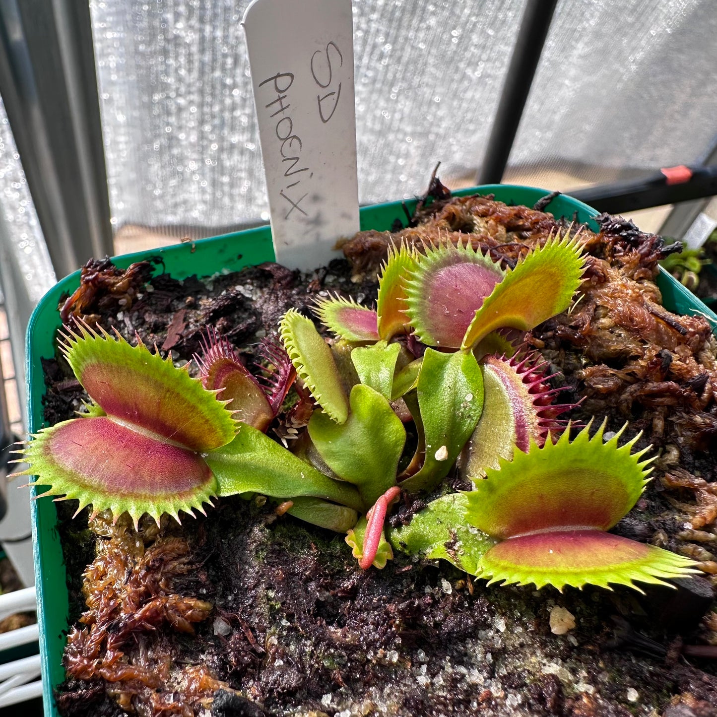 Dionaea muscipula - Venus Flytrap - 'SD Pheonix' - Rooted Division - JH