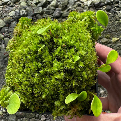 Utricularia quelchii Mount Roraima - Epiphytic Bladderwort - Division - JH