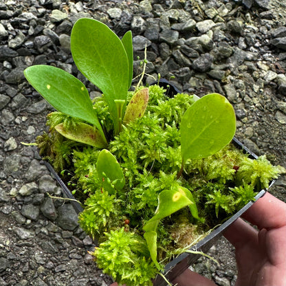 Utricularia alpina - Epiphytic Bladderwort - Division - JH