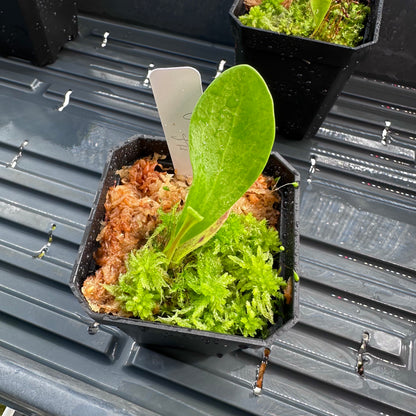 Utricularia alpina - Epiphytic Bladderwort - Division - JH