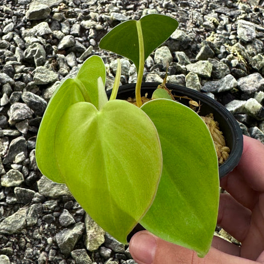 Philodendron lupinum - Rooted Aroid Stem Cutting