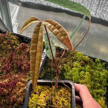 Anthurium cutucuense - Rooted Aroid Stem Cutting - Ecuador