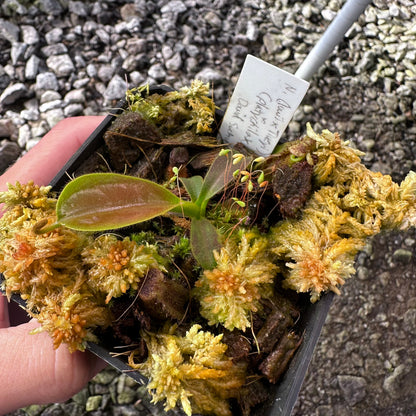 Nepenthes (lowii x x Tiveyi) x (platychila x lowii) - Seed Grown Plant - David Suchoff