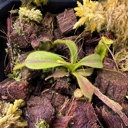 Nepenthes (lowii x x Tiveyi) x (platychila x lowii) - Seed Grown Plant - David Suchoff