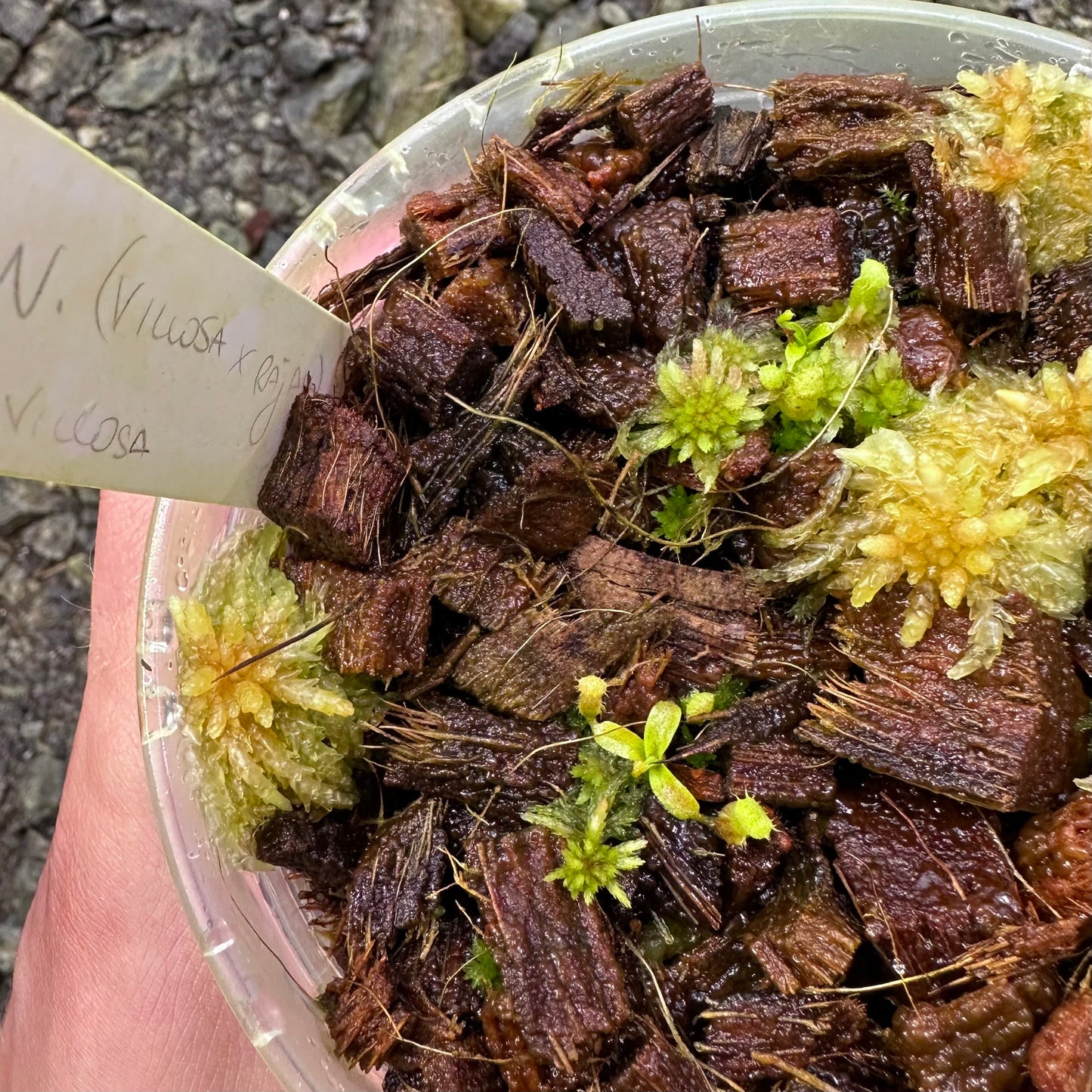 Nepenthes (villosa x rajah) x villosa - Seedlings Compot - JH JS