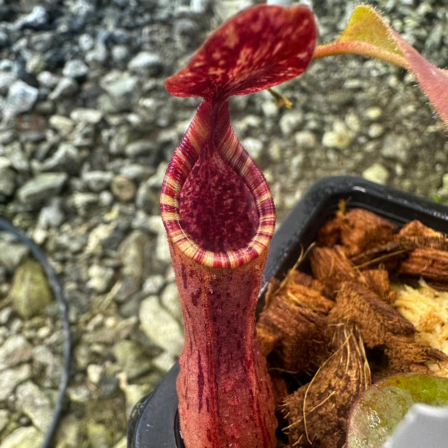 Nepenthes epiphytica x veitchii (Striped Peristome) - Seed Grown Plant - AW