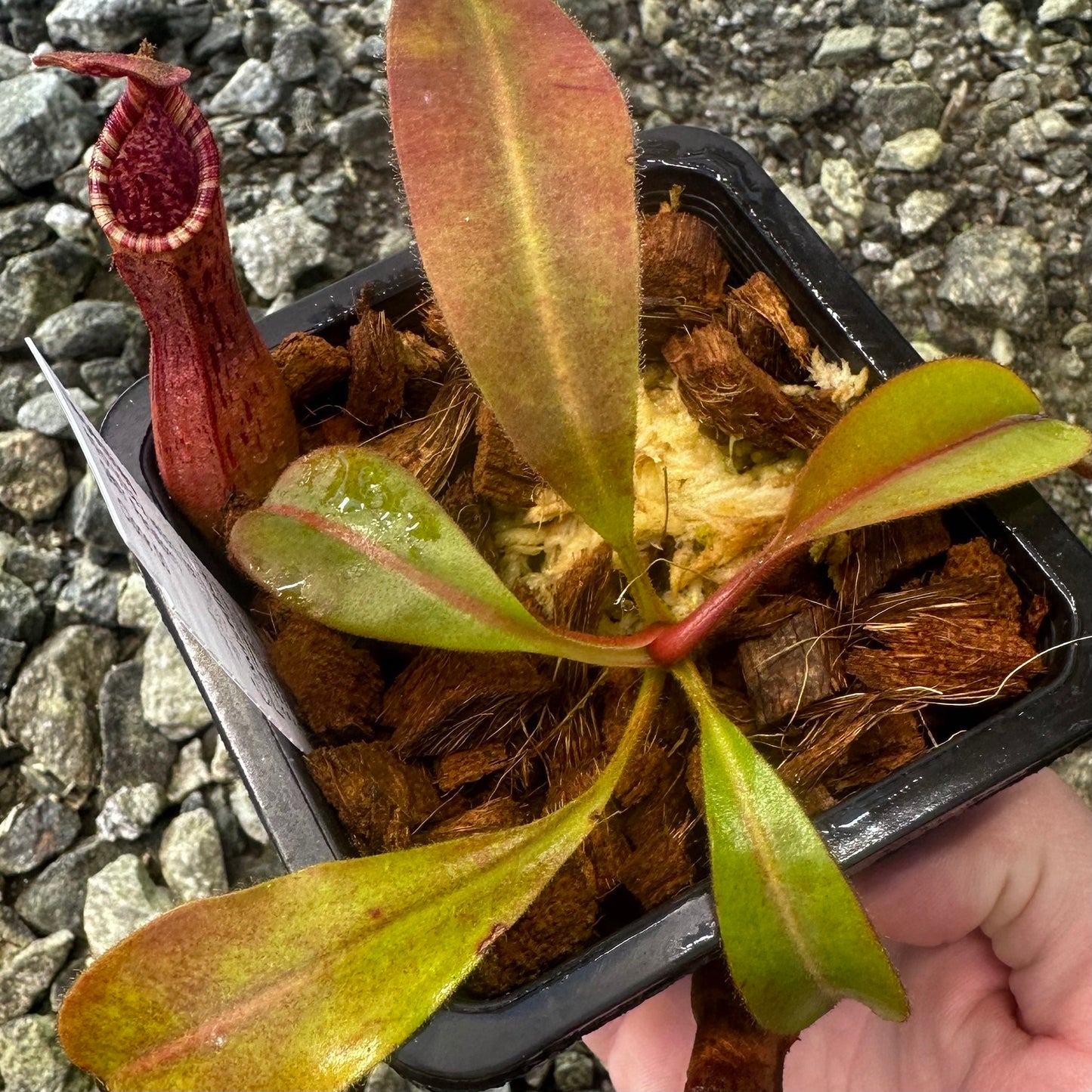 Nepenthes epiphytica x veitchii (Striped Peristome) - Seed Grown Plant - AW