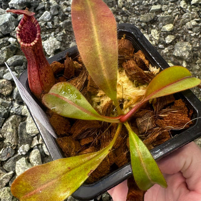 Nepenthes epiphytica x veitchii (Striped Peristome) - Seed Grown Plant - AW