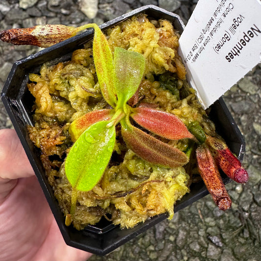 Nepenthes vogelii - Individual Seedling Clone - Borneo - AW