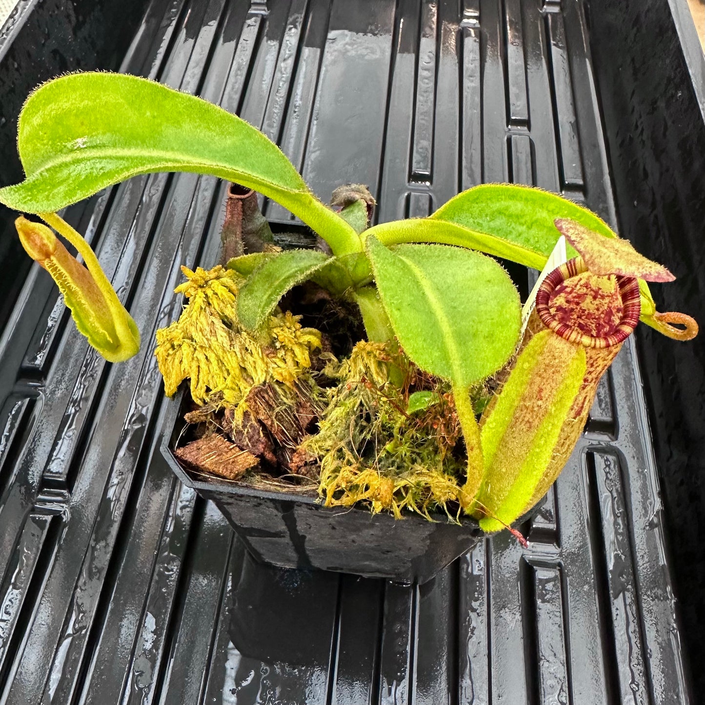 Nepenthes (lowii x x Tiveyi) x (platychila x lowii) - Seed Grown Plant - David Suchoff