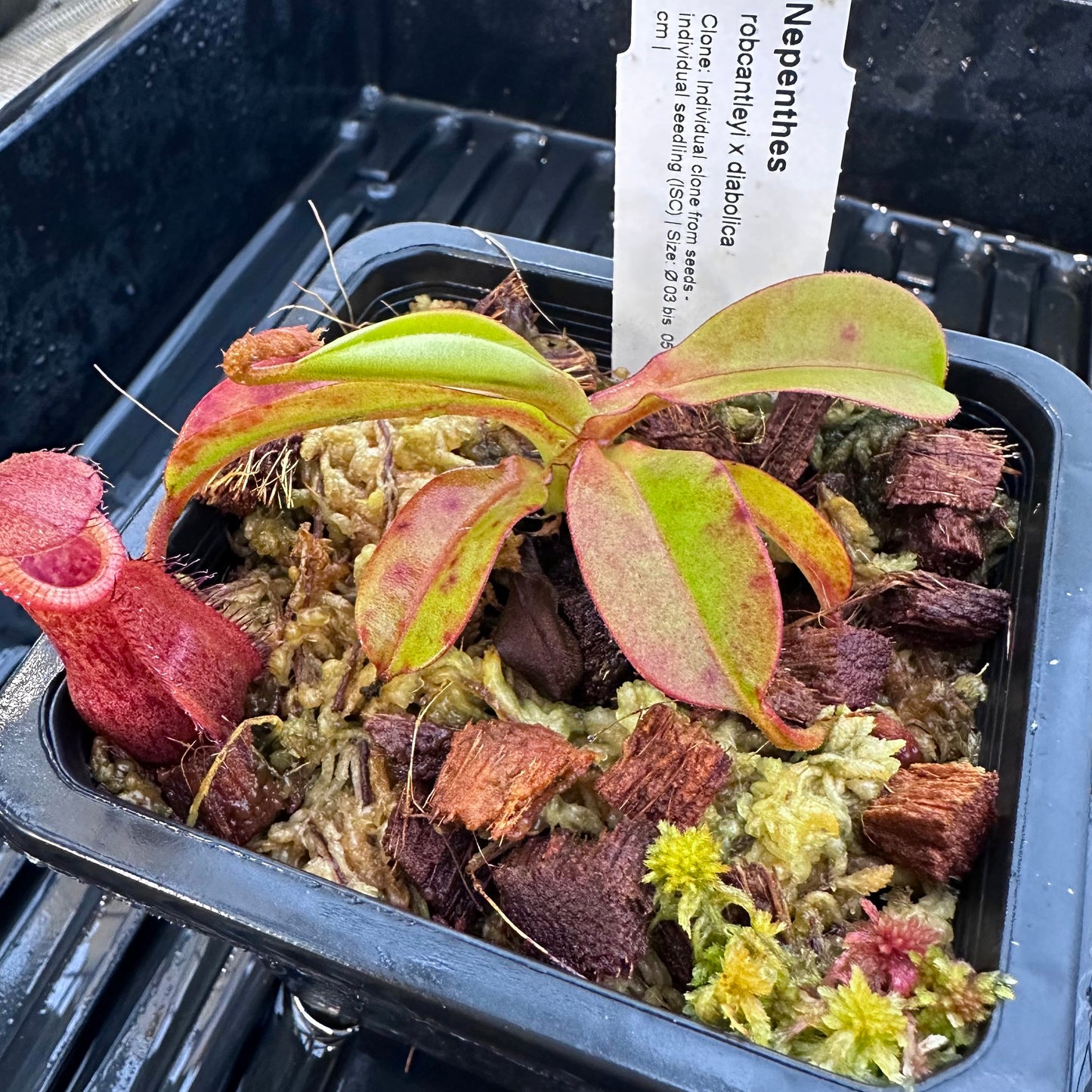 Nepenthes robcantleyi x diabolica - Seed Grown Plant - AW