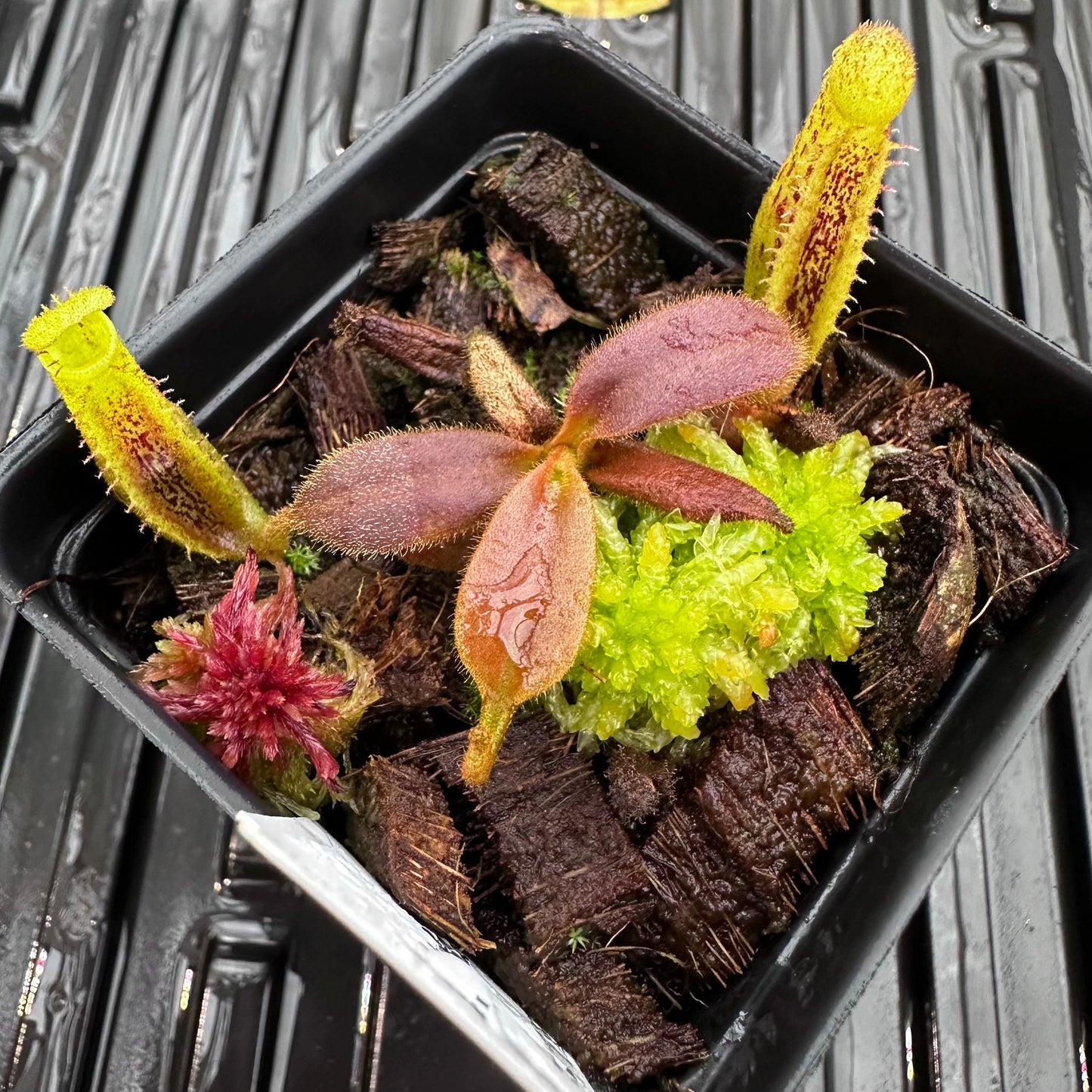 Nepenthes platychila - Seed Grown Plant - Horticultural