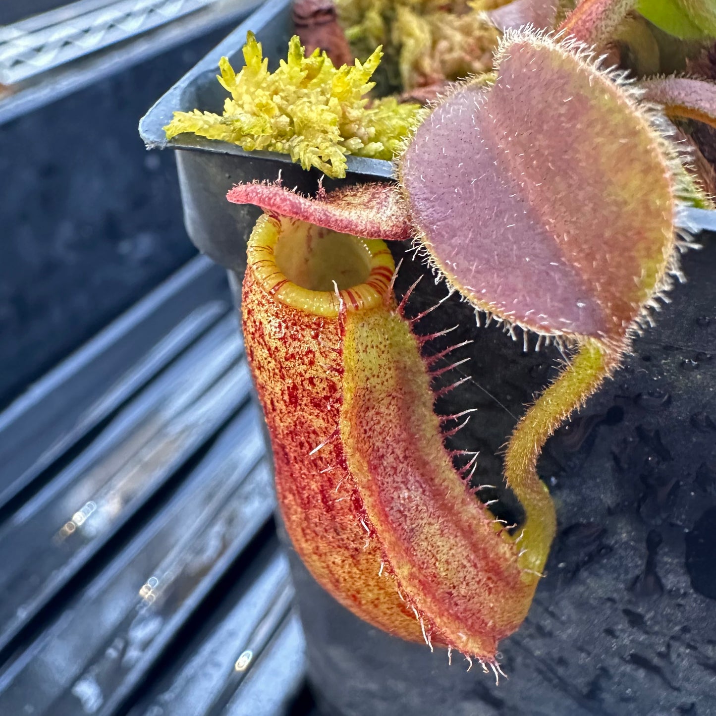 Nepenthes (lowii x x Tiveyi) x (platychila x lowii) - Seedlings - David S