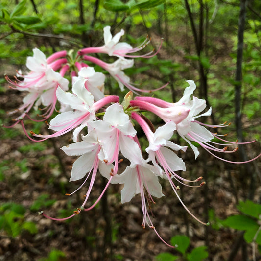 Rhododendron canescens - Piedmont Azalea - Fulton County, GA Ecotype - Seedling