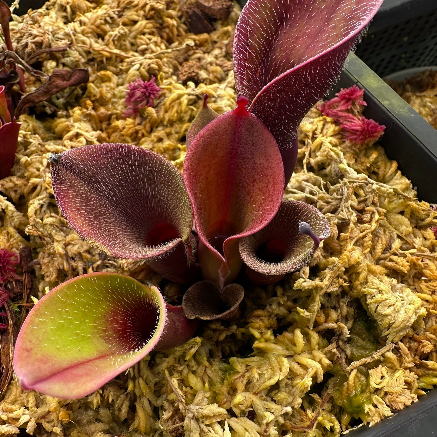 Heliamphora minor var. pilosa - Auyan - Clone 2 - AW