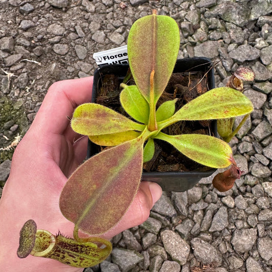 Nepenthes zakriana - Seed Grown Plant - Kinabalu Area, Borneo - FC