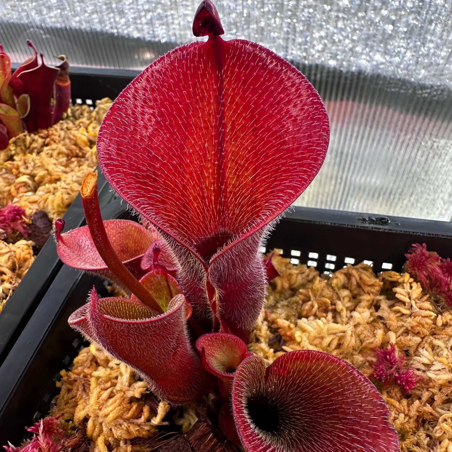 Heliamphora minor var. pilosa - Luna - Clone 1 - AW