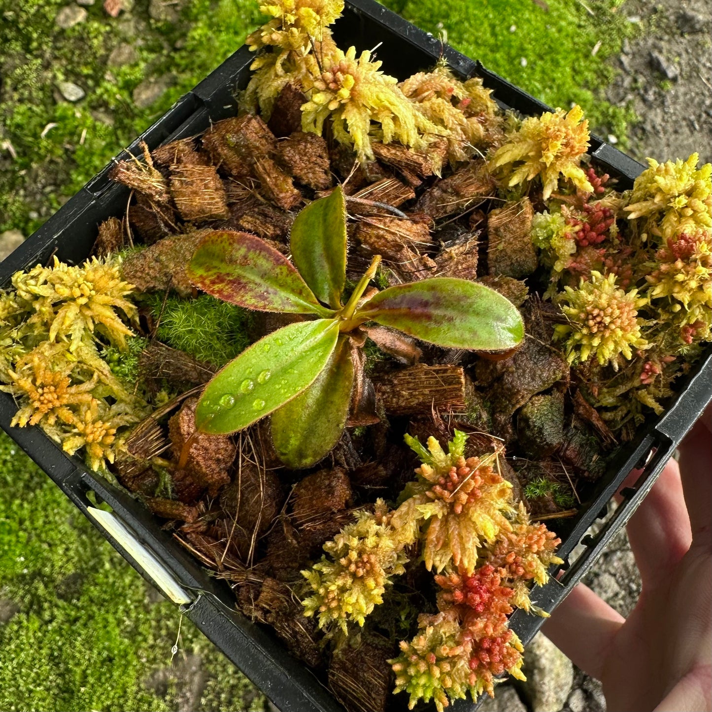 Nepenthes attenboroughii - Seed Grown Plant - Mt Victoria - JH