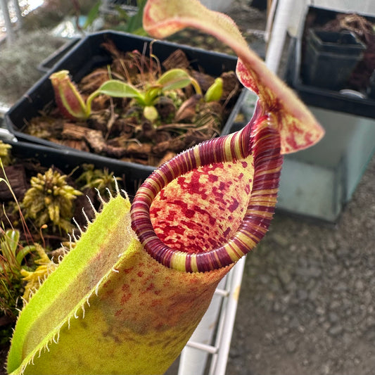 Nepenthes (lowii x x Tiveyi) x (platychila x lowii) - Seed Grown Plant #1 - David S