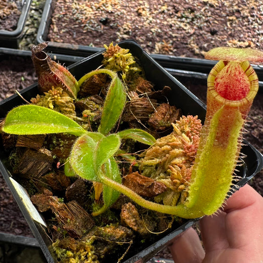 Nepenthes (lowii x x Tiveyi) x (platychila x lowii) - Seed Grown Plant #3 - David S