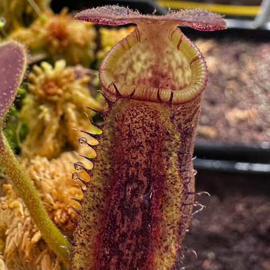 Nepenthes (lowii x x Tiveyi) x (platychila x lowii) - Seed Grown Plant #4 - David S