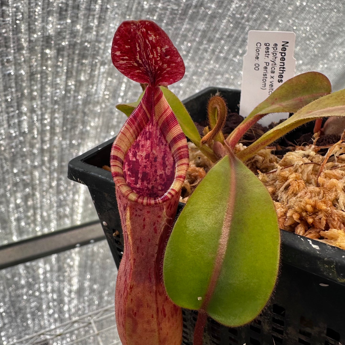 Nepenthes epiphytica x veitchii (Striped Peristome) - Seed Grown Plant - AW