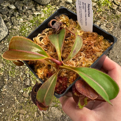 Nepenthes ephippiata - Random Clone Selection - Hose Mountains - AW