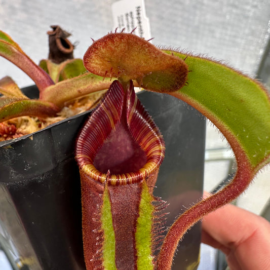 Nepenthes ephippiata - Random Clone Selection - Hose Mountains - AW