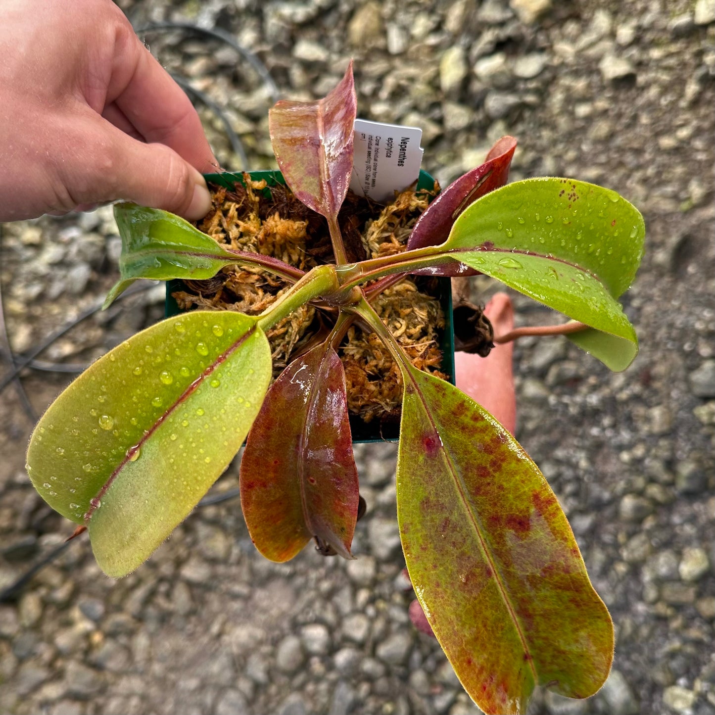 Nepenthes epiphytica - Seed Grown Plant - AW