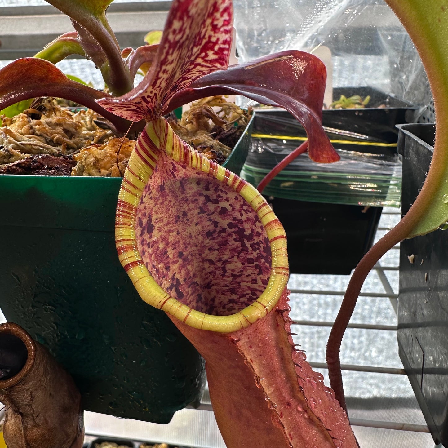 Nepenthes epiphytica - Seed Grown Plant - AW