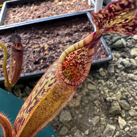 Nepenthes eymae - Clone 1 - Sulawesi - AW