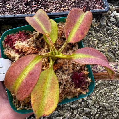 Nepenthes eymae - Clone 1 - Sulawesi - AW