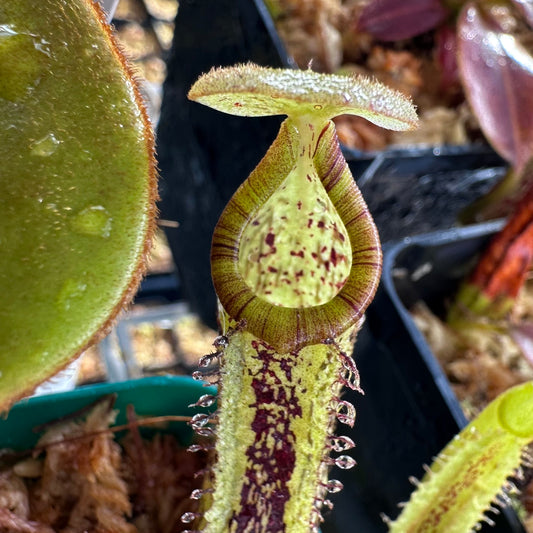 Nepenthes platychila - Seed Grown Plant - Borneo - AW