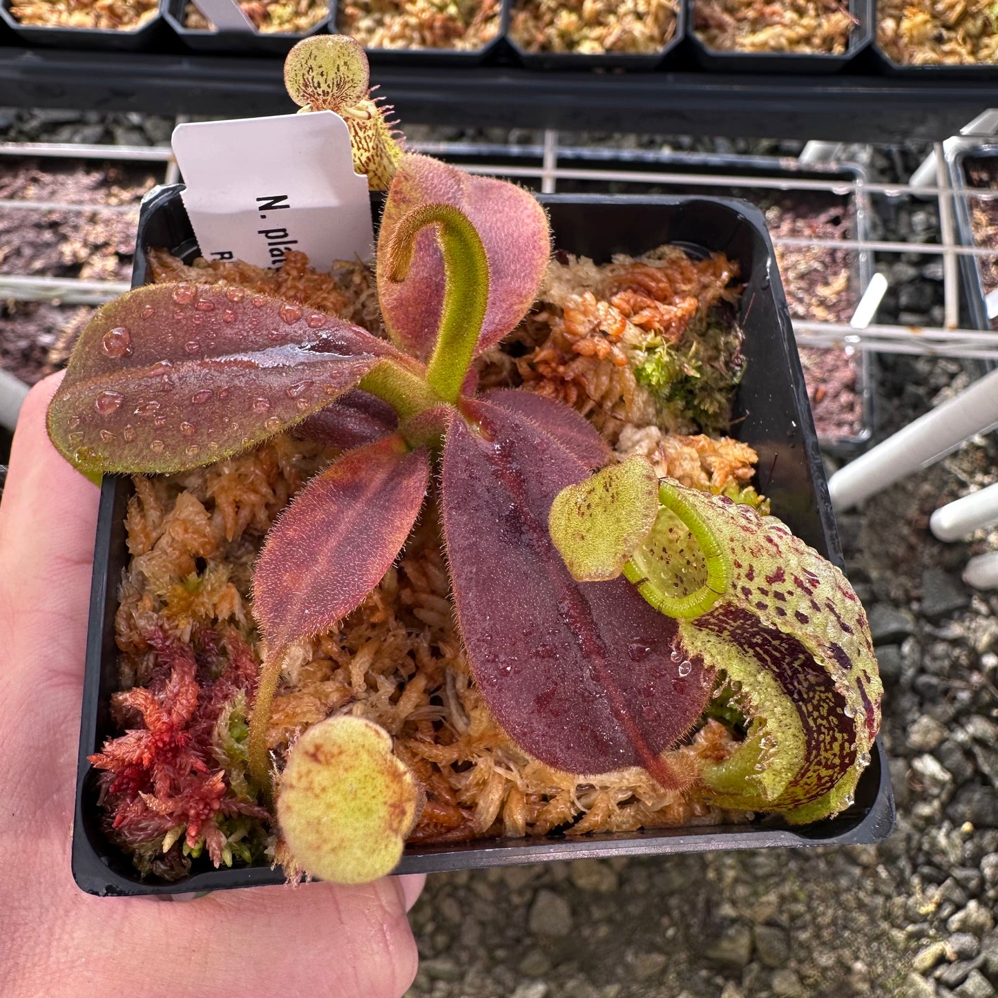 Nepenthes platychila - Seed Grown Plant - Horticultural